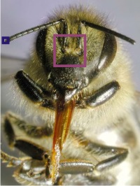 Hat eine Biene eine Nase?