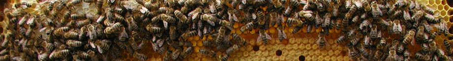 die Honigbienen