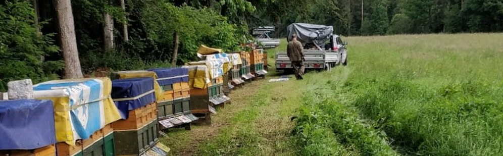 Mit Bienen Wandern